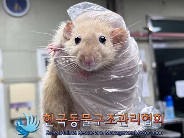 종료(입양) 랫트의…
