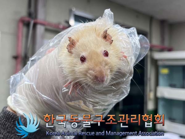 종료(안락사) 랫트…