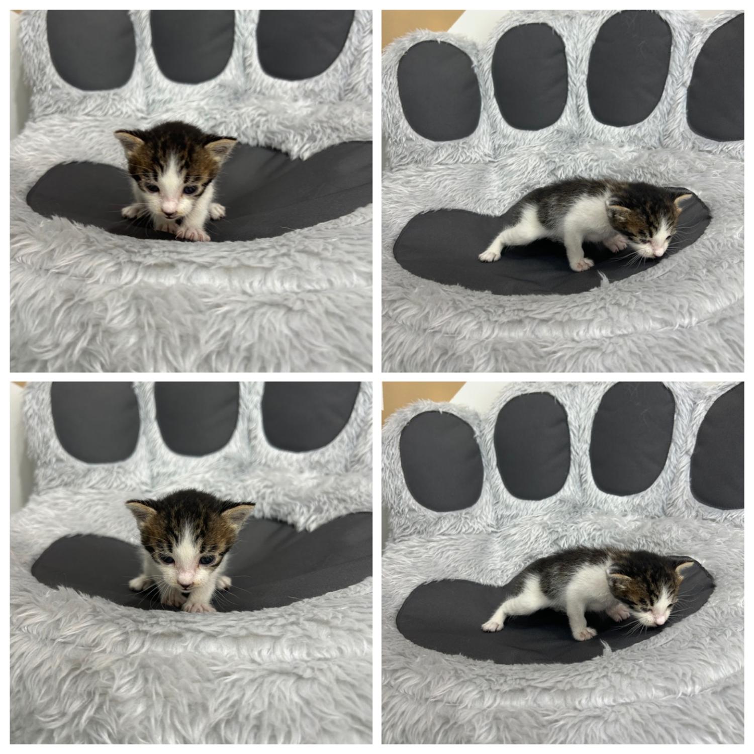 천안시 동물보호센터_444449202402039