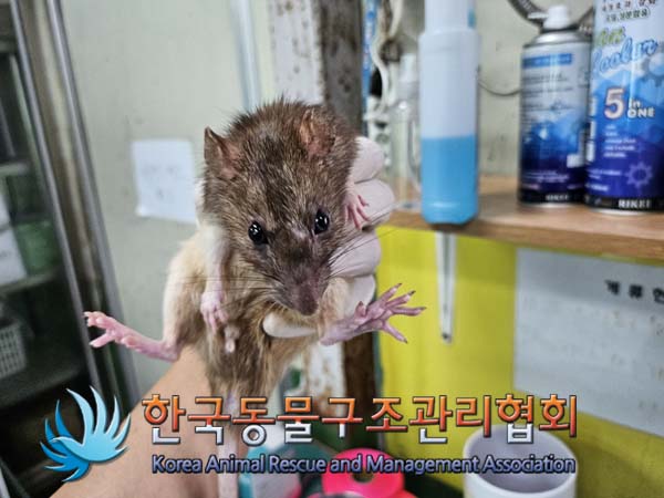 종료(자연사) 랫트…