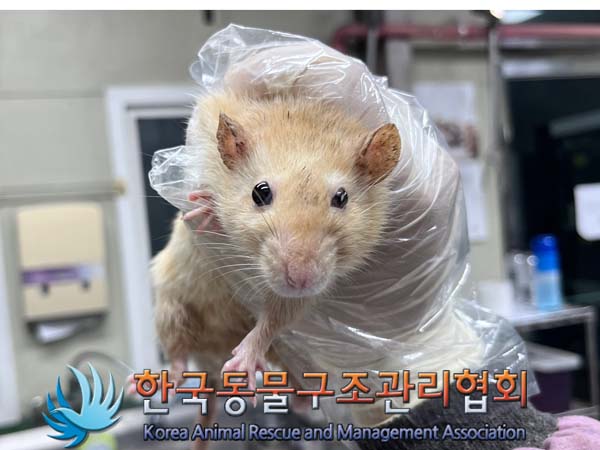 종료(안락사) 랫트…