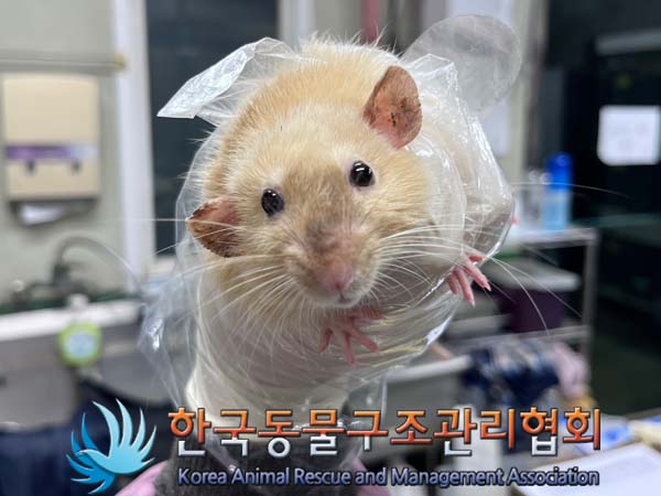 한국동물구조관리협회_411311202400784