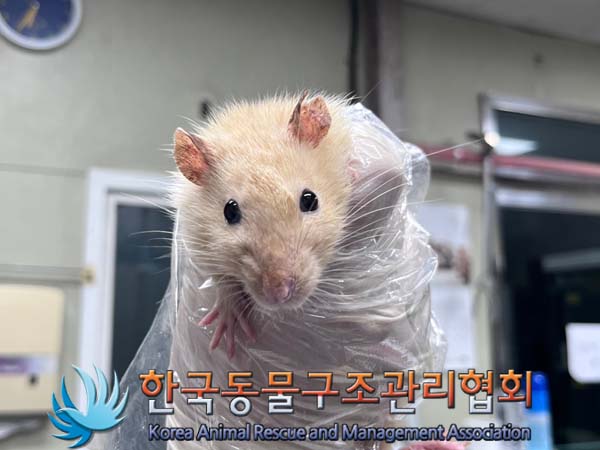 한국동물구조관리협회_411311202400785
