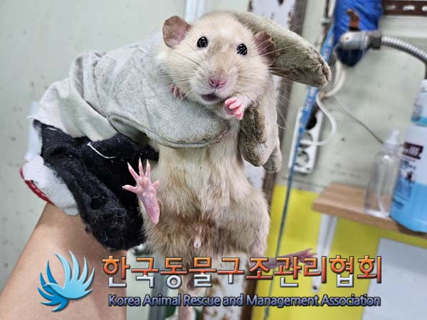 종료(안락사) 랫트…