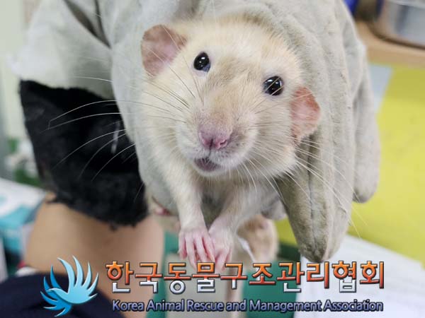 종료(안락사) 랫트…