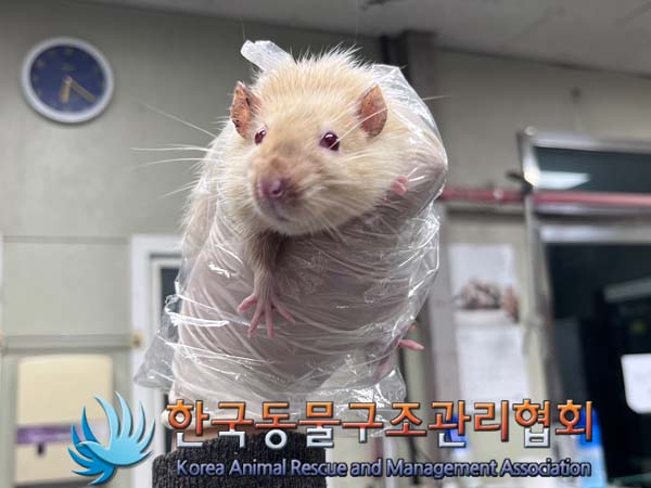 종료(안락사) 랫트…