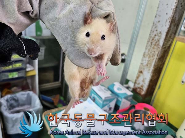 보호중 랫트의 가족…