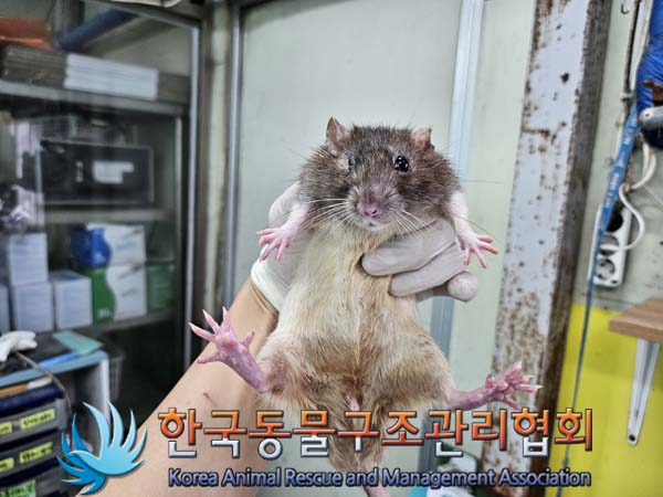 한국동물구조관리협회_411311202400761