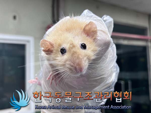 종료(안락사) 랫트…