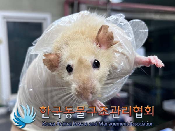 종료(안락사) 랫트…