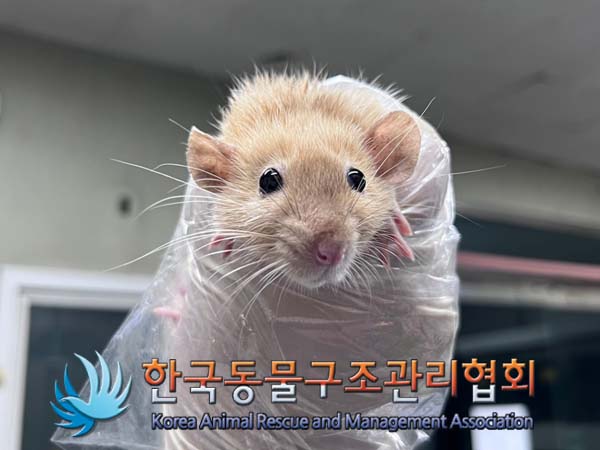 종료(입양) 랫트의…