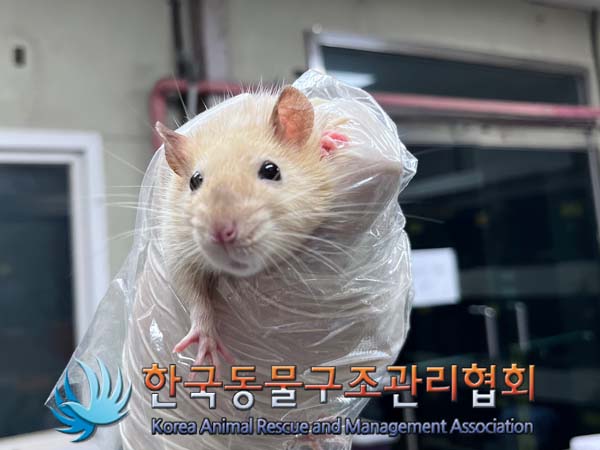 종료(안락사) 랫트…