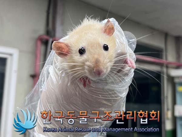 종료(안락사) 랫트…