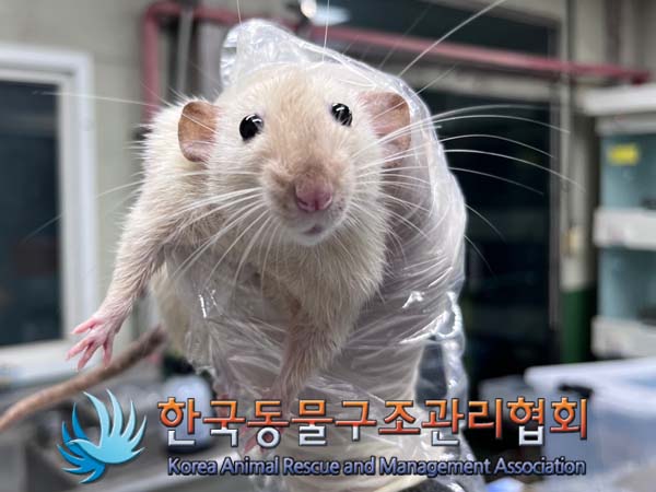 종료(안락사) 랫트…