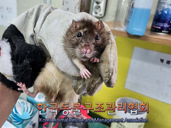 한국동물구조관리협회_411311202400801