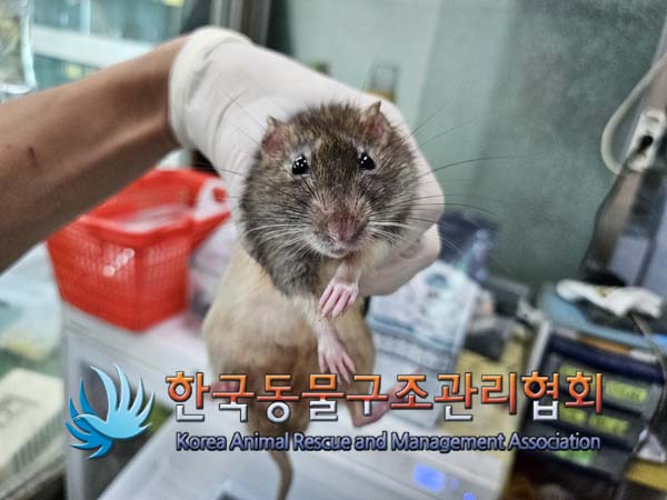 한국동물구조관리협회_411311202400799