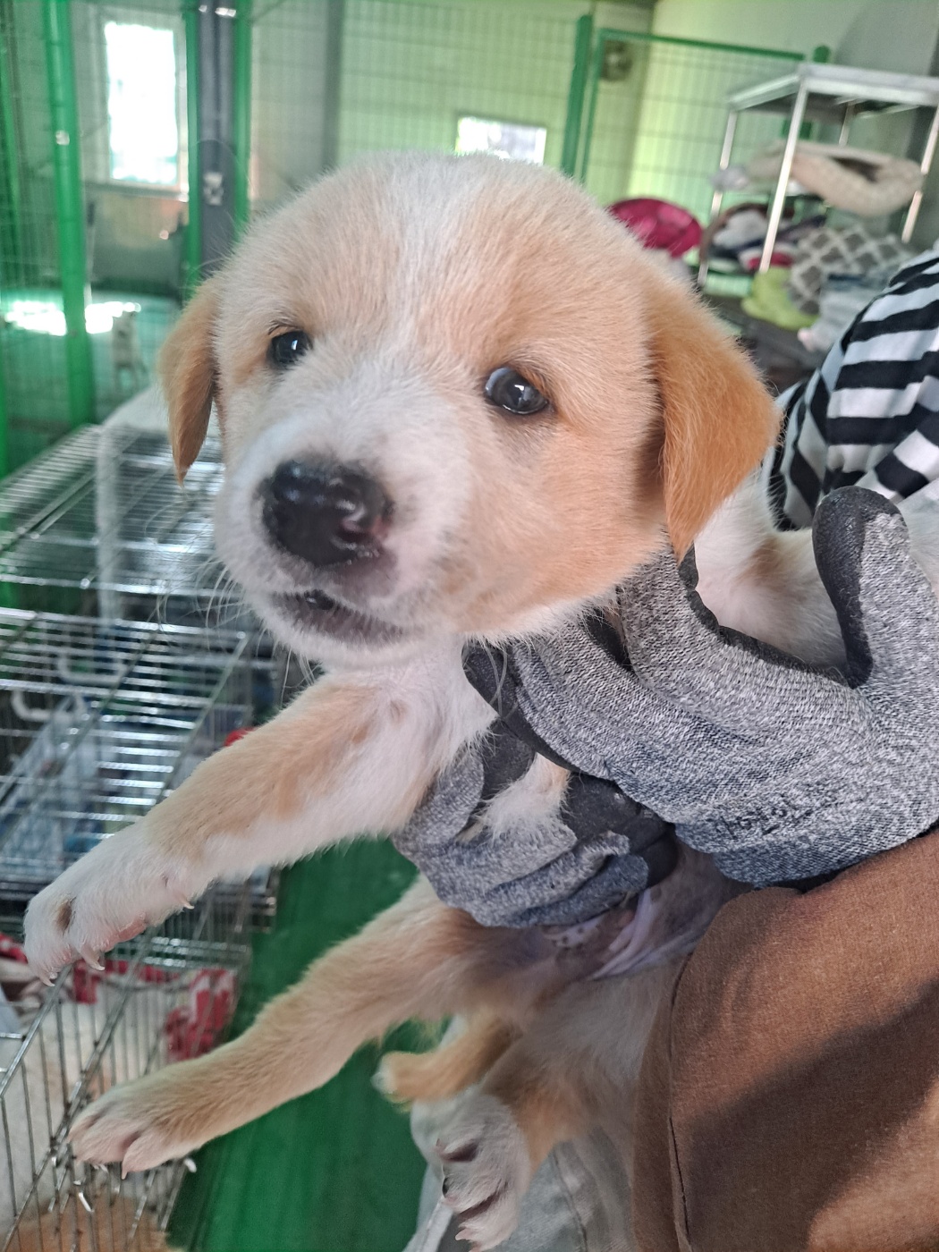 거제시유기동물보호소_448537202401176