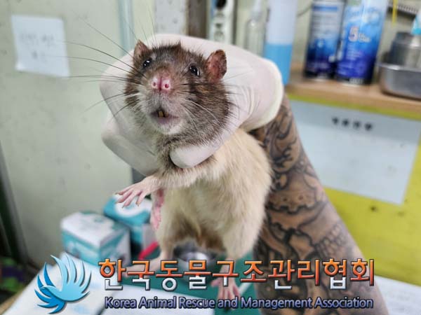 종료(안락사) 랫트…