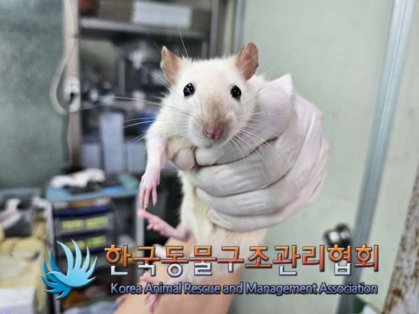 한국동물구조관리협회_411311202400809