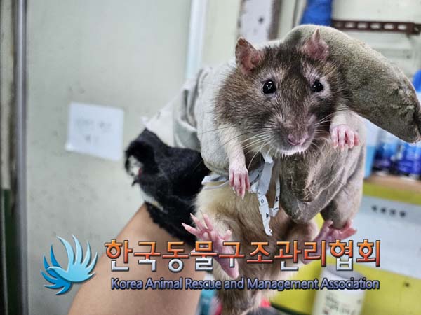 종료(입양) 랫트의…