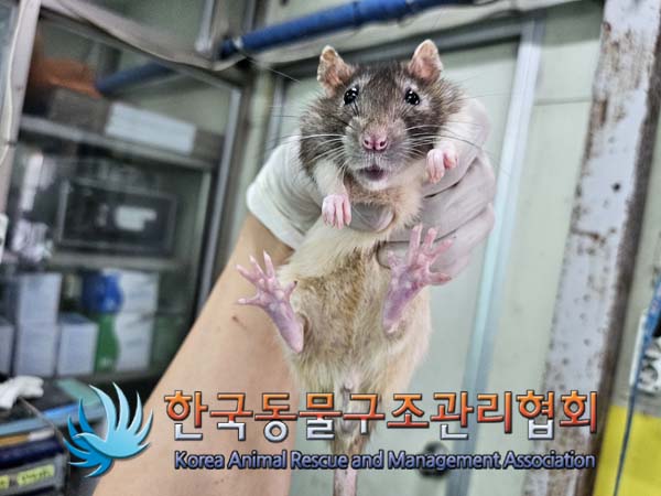 종료(안락사) 랫트…