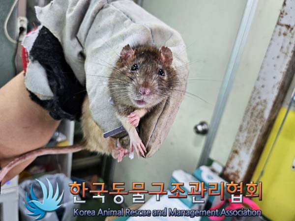 한국동물구조관리협회_411311202400803