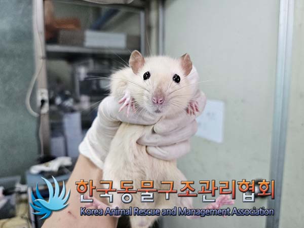 종료(입양) 랫트의…