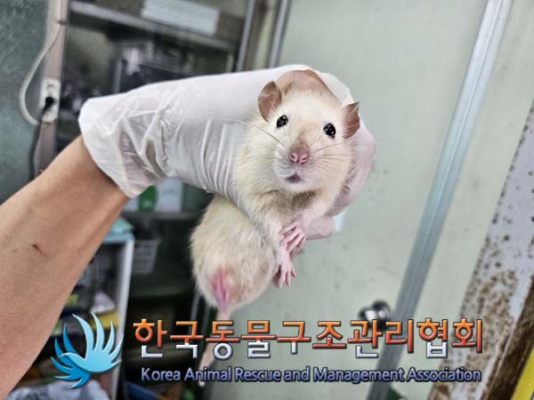 한국동물구조관리협회_411311202400812
