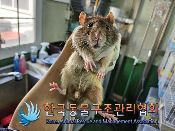 한국동물구조관리협회_411311202400816