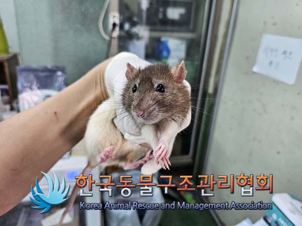 한국동물구조관리협회_411311202400815