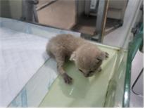보호중 한국 고양이…