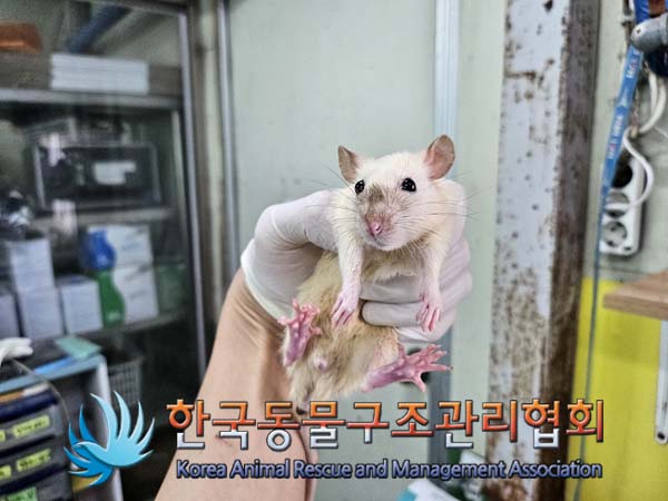 종료(입양) 랫트의…