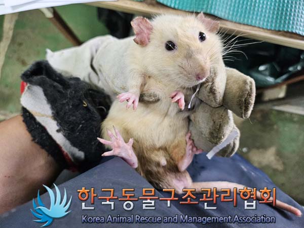 종료(안락사) 랫트…