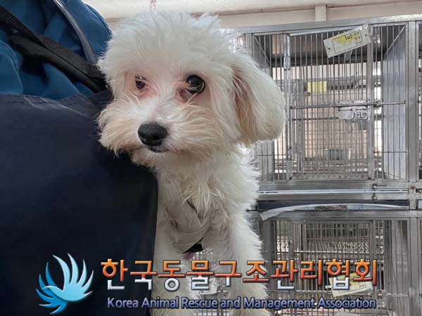 종료(입양) 말티즈…