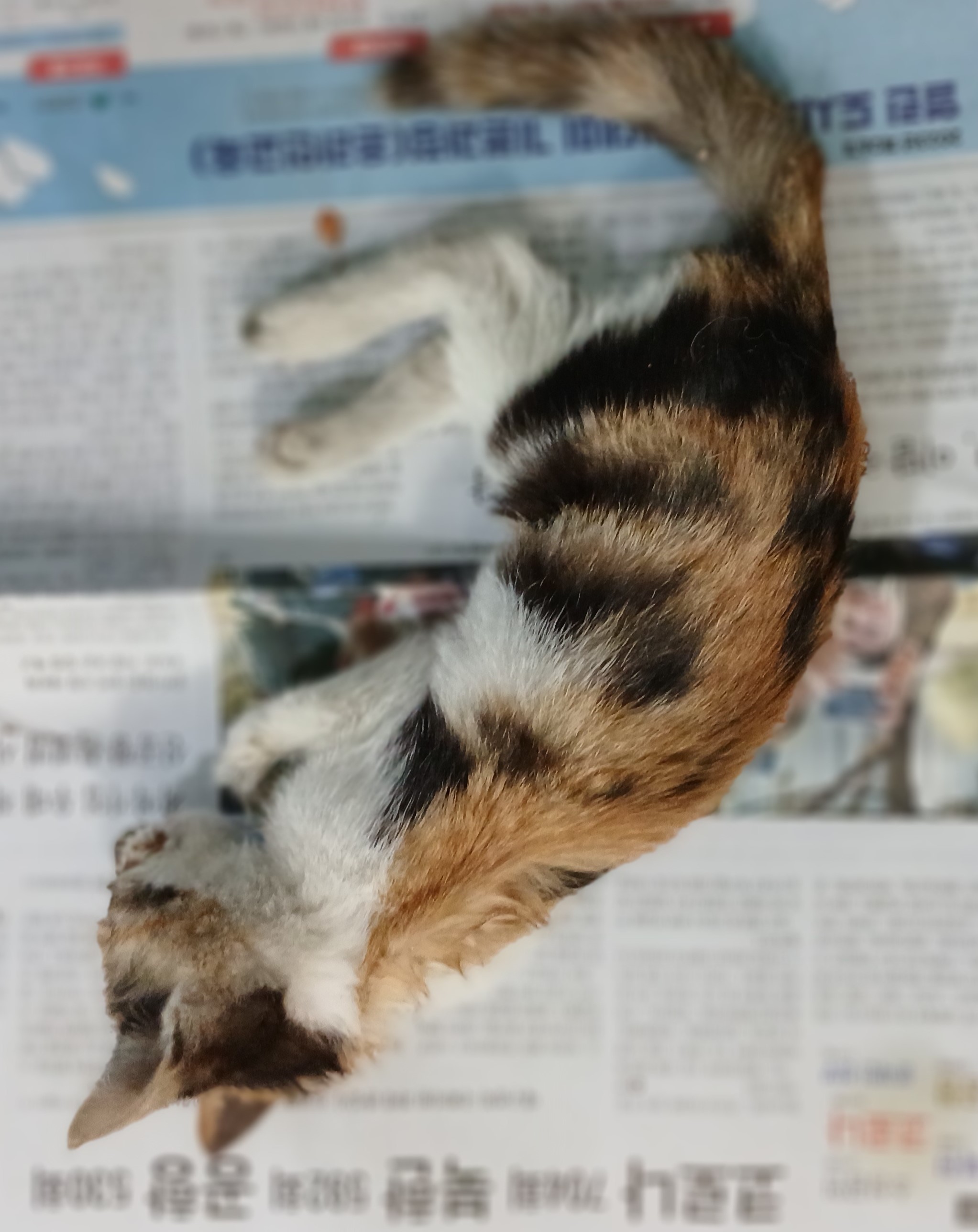대구유기동물보호센터_427342202400885