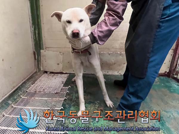 한국동물구조관리협회_441559202401030