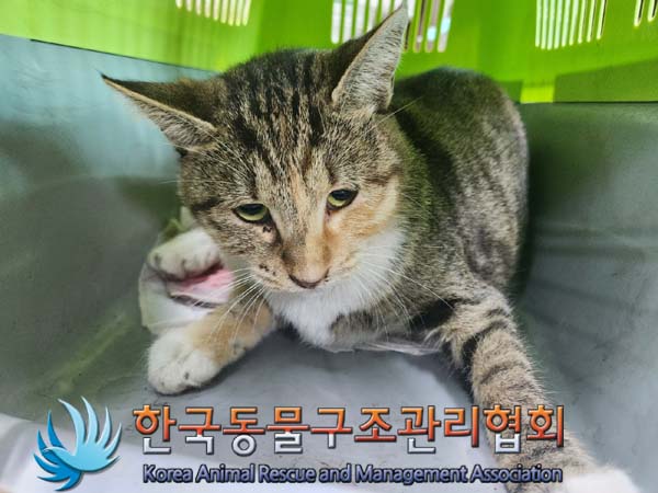 한국동물구조관리협회_411315202400513