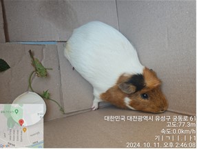 대전동물보호센터_430367202400728