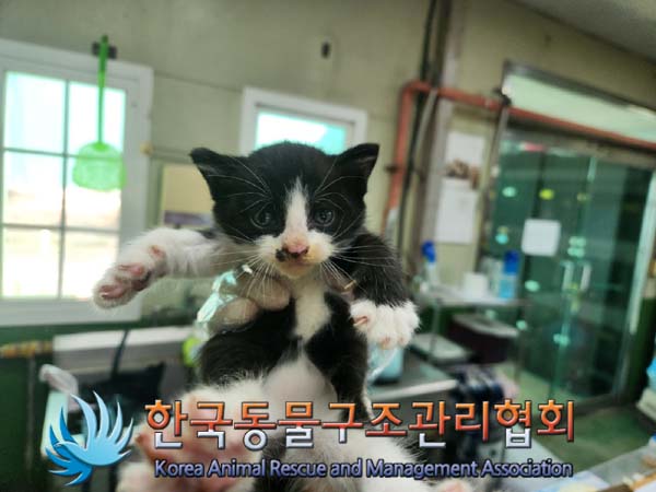 종료(입양) 한국 …