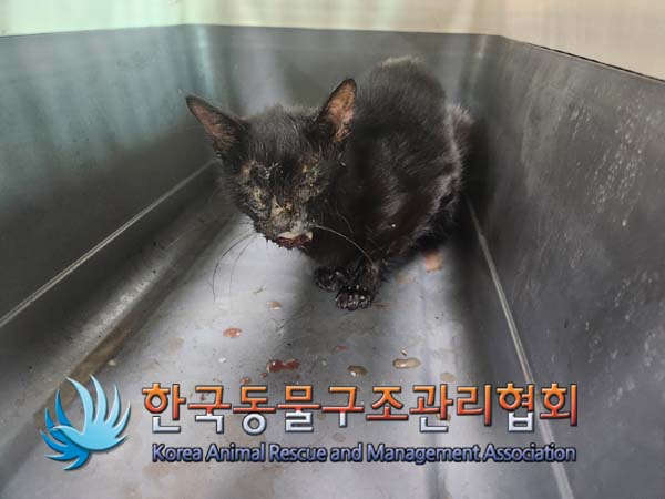 한국동물구조관리협회_411322202400656