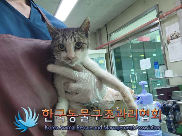 한국동물구조관리협회_441559202401031