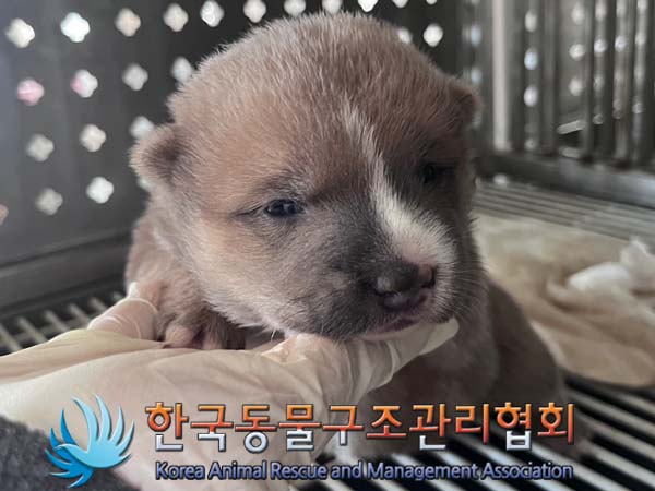 한국동물구조관리협회_441406202401721