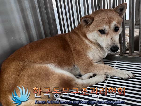 한국동물구조관리협회_441406202401717