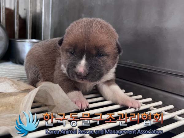 종료(자연사) 믹스…