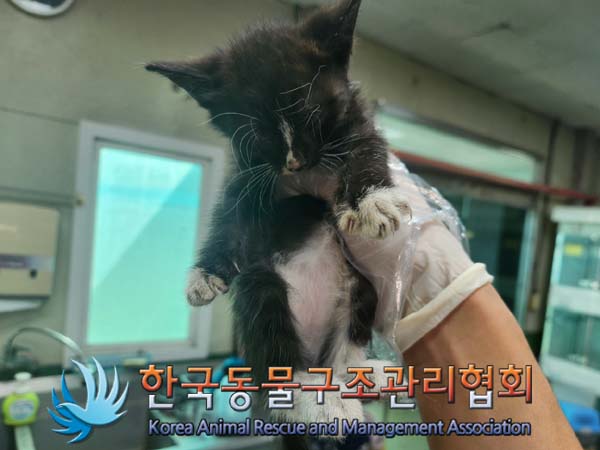 한국동물구조관리협회_411310202400653