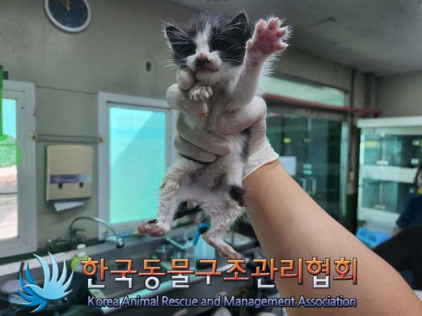 한국동물구조관리협회_411300202400428