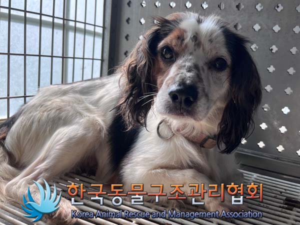 한국동물구조관리협회_441392202400268