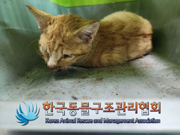 종료(안락사) 한국…