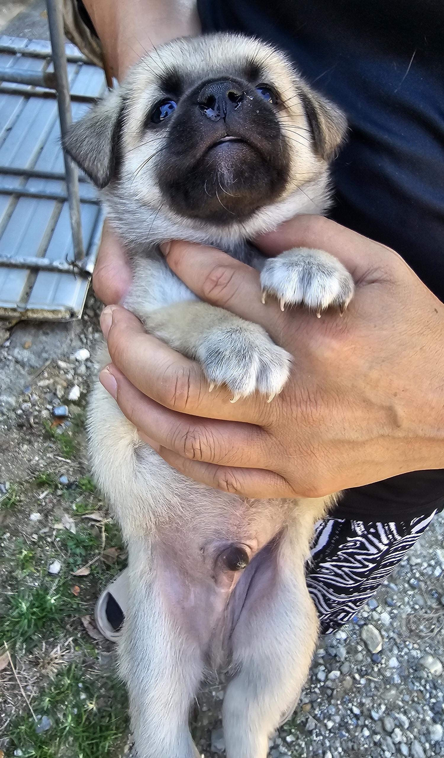 창녕 유기동물보호소_448541202401468