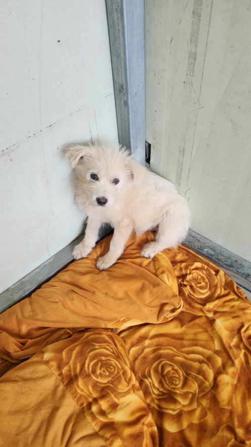 익산유기동물보호소_445468202402809